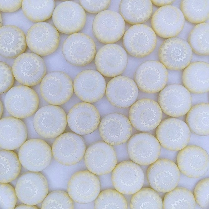 6 x 12mm candy beads in Pastel Cream with Laser etched Shells