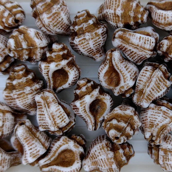 Pair of Murex shells in Alabaster Picasso (15x12mm)