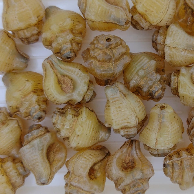 Pair of Murex shells in Amber with Copper (15x12mm)